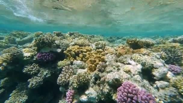 Красивые красочные кораллы Красного моря Стоковый Видеоролик