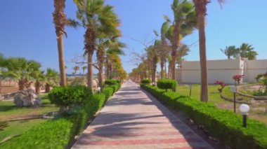 Sahilin yakınındaki palmiye ağaçları arasında güzel bir yol. Yumuşak kamera hareketi