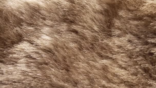 Mouton fur coat close-up. Macro video — Stock Video