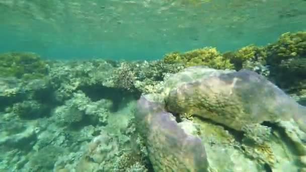 Beaux coraux colorés de la mer Rouge Séquence Vidéo Libre De Droits