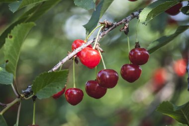 Ofis aksesuarlarıyla fotokopi alanı olan sağlam bir arka planda akıllı telefon. Modern ve minimal stil üst görünümü kapat