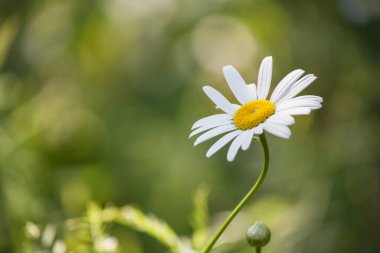 Çok fazla kır çiçeği var. Büyük yapraklar ve tomurcuklar. Köydeki doğanın fotoğrafı.