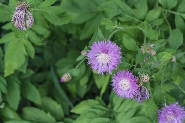 Muchas Flores Silvestres Cerca Pétalos Yemas Grandes Foto Naturaleza Pueblo — Foto de Stock