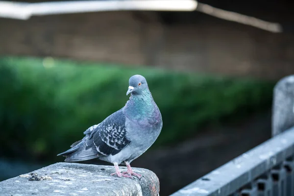 Eine Dunkel Gefärbte Taube Sitzt Auf Einem Steinzaun — Stockfoto