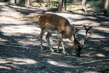 Hayvanat bahçesinde yürüyen genç geyik.