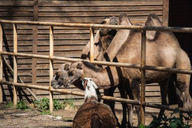 Güneşli bir günde hayvanat bahçesinde bir deve sürüsü. 