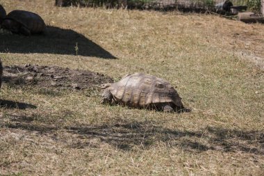 Büyük kahverengi kara kaplumbağası güneşte güneşleniyor.