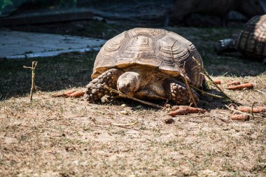 Büyük kahverengi kara kaplumbağası güneşte güneşleniyor.