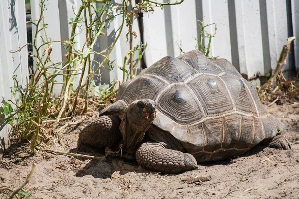 Large brown land turtle close up basking in the sun