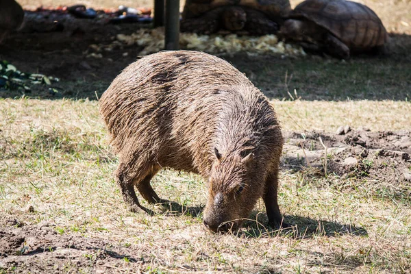 Duży Brązowy Capybara Zbliżenie Polu — Zdjęcie stockowe