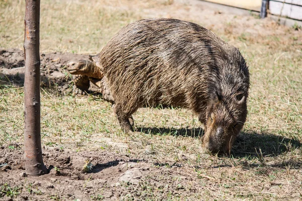 Duży Brązowy Capybara Zbliżenie Polu — Zdjęcie stockowe