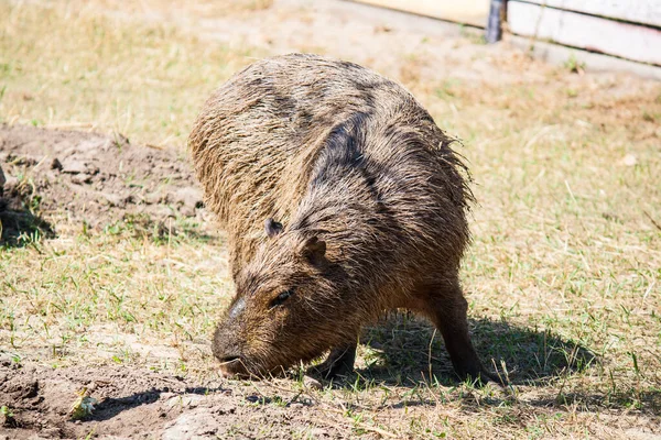 Duży Brązowy Capybara Zbliżenie Polu — Zdjęcie stockowe