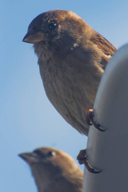 Televizyon anteni tarafında oturan küçük serçe kuşu