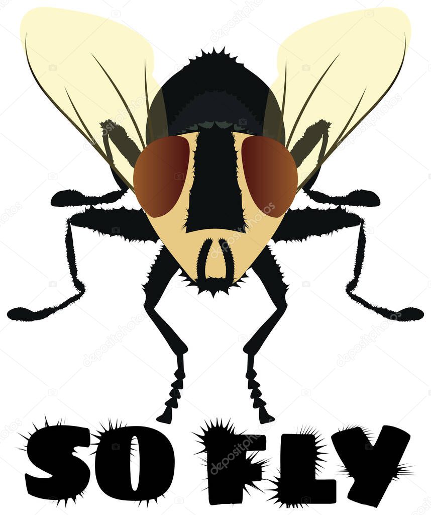 So Fly Funny Housefly  Illustration with White Background and Clipping Path for Sublimation Design