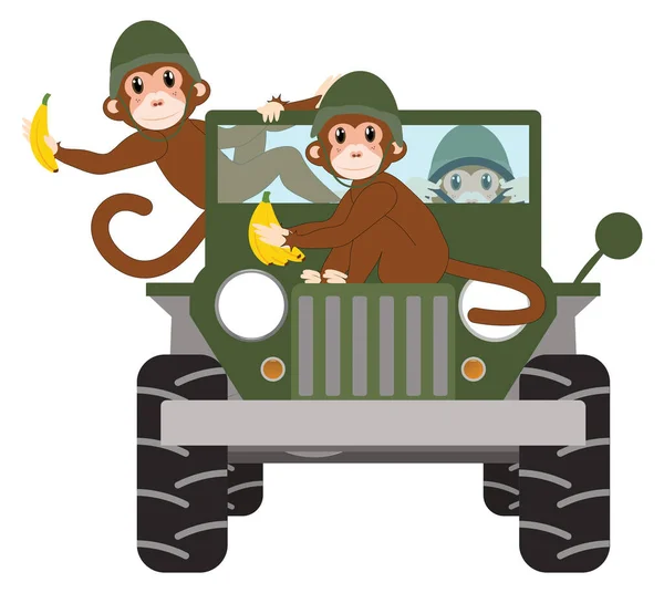 Funny Military Monkeys with Bananas in Military Jeep Isolated on White with Clipping Path for Easy Transparent Background.