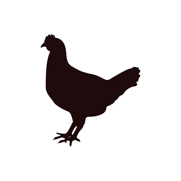 Tavuk Simgesi Tasarım Şablonu Vektör Izole Çizimi — Stok Vektör