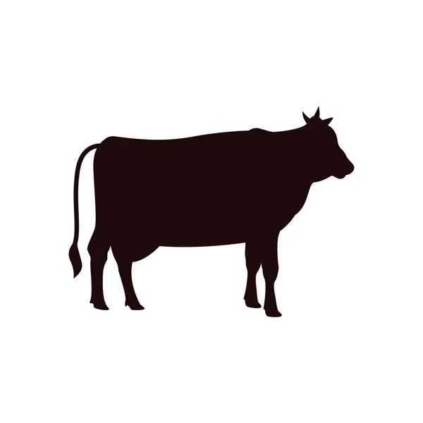 Vektor Šablony Návrhu Krávy Izolované Ilustrace — Stockový vektor