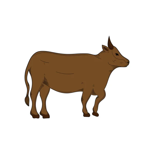 Modèle Conception Illustration Dessiné Main Vache Isolé — Image vectorielle