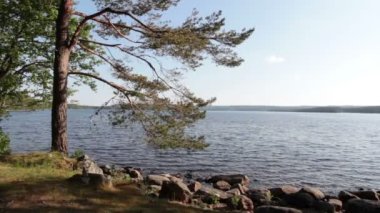 Gölün kıyısında büyüyen çam ağacı suyun üzerinde.