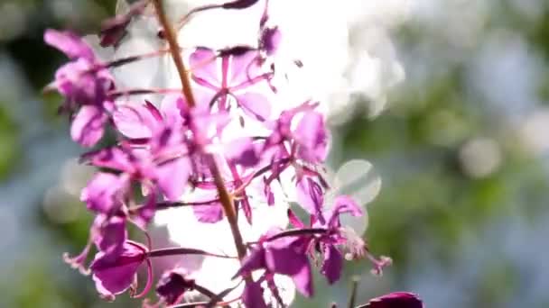 A virágot a Dongó — Stock videók