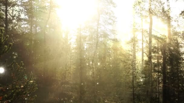 おとぎ話の森林 — ストック動画