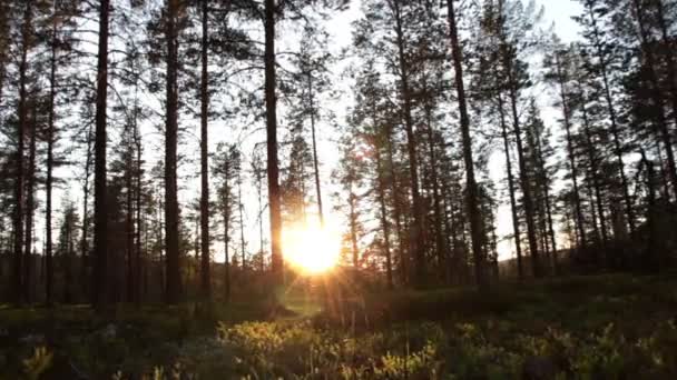 Slunce v borovém lese — Stock video
