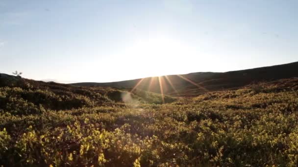 Sunny tundra landscape — Stock Video
