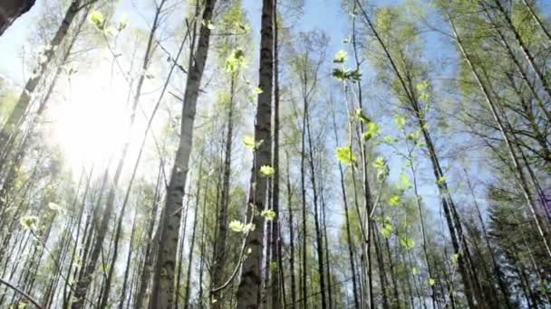 Floresta de primavera ensolarada — Vídeo de Stock