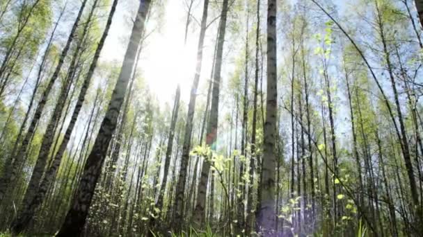 Bosque de abedul soleado en primavera — Vídeos de Stock