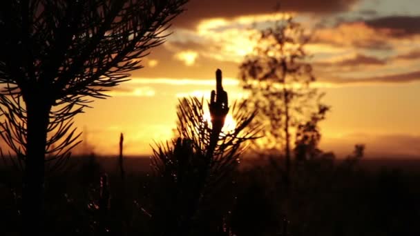 Drzewo sosny blisko up i wieczornym niebie — Wideo stockowe