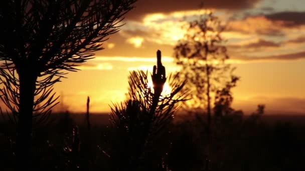 Pijnboom dicht omhoog en avondlucht — Stockvideo