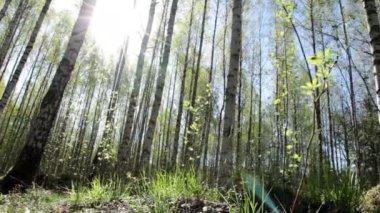 Bahar güneşli huş ağacı ormanda