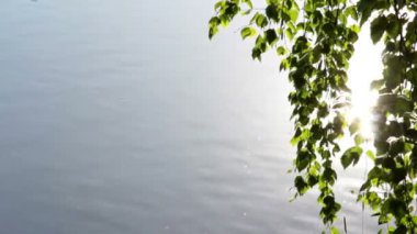 Huş ağacı yaprakları ve akan su