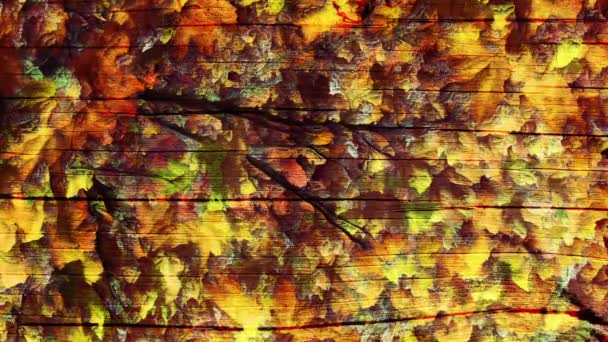 Autumn foliage background — Stock Video