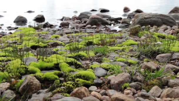 Stenar och mossa vid en sjö — Stockvideo