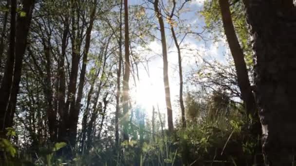 Foresta soleggiata in primavera — Video Stock