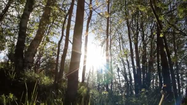 Солнечный лес весной — стоковое видео