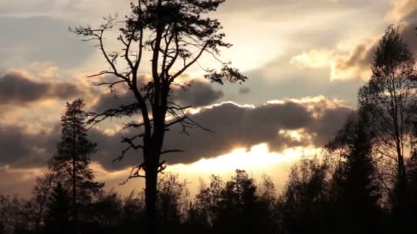 Bomen in de avond — Stockvideo