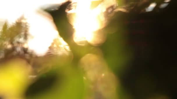 Ослабленная листва и солнечный свет — стоковое видео