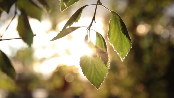 Yeşil huş yaprakları güneşte — Stok video