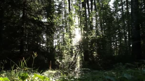 Slider tiro en un bosque soleado — Vídeo de stock