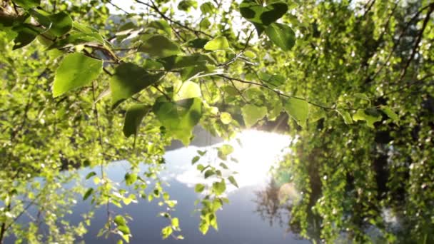 Sunny birch tree leaves and lake — Stock Video