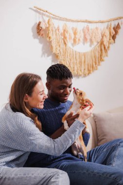 Oturma odasındaki koltukta Chihuahua köpeğiyle oynayan pozitif ırklar arası bir çift.