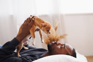 Genç Afro-Amerikan adam yatak odasında chihuahua köpeğiyle eğleniyor.