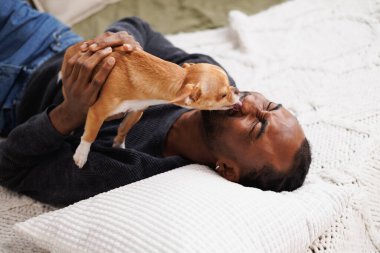 Sweatshirt giymiş neşeli Afro-Amerikalı yatakta chihuahua köpeğiyle oynuyor.