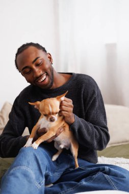 Sweatshirt giymiş, yatak odasında chihuahua köpeği besleyen mutlu Afro-Amerikalı bir adam.