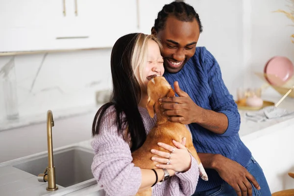 Süveter giyen şık genç çift mutfakta chihuahua köpeğiyle oynuyor.