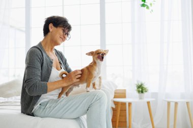 Olgun bir kadının evde komik bir Chihuahua köpeğini okşaması.