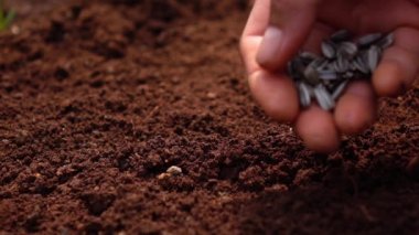 Tohumları ekmek, Dünya 'yı kurtarmak için ağaç dikmek ve doğal olarak temiz ekoloji..