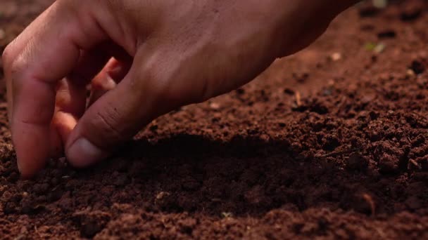 Semear Sementes Plantar Uma Árvore Para Salvar Terra Ecologia Natural — Vídeo de Stock